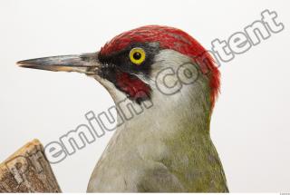 Green Woodpecker - Picus viridis 0010